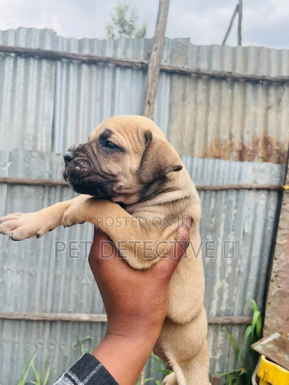 1-3 months Male Purebred Mastiff