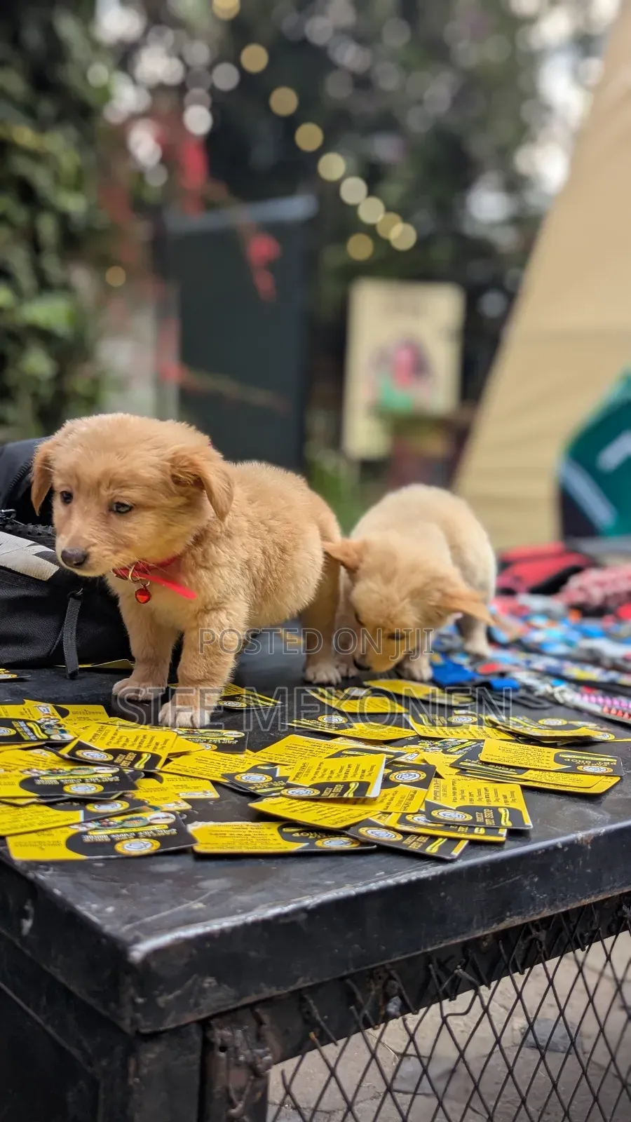 1-3 months Male Purebred Chihuahua