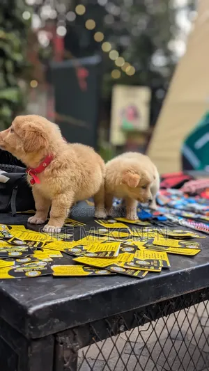 1-3 months Male Purebred Chihuahua