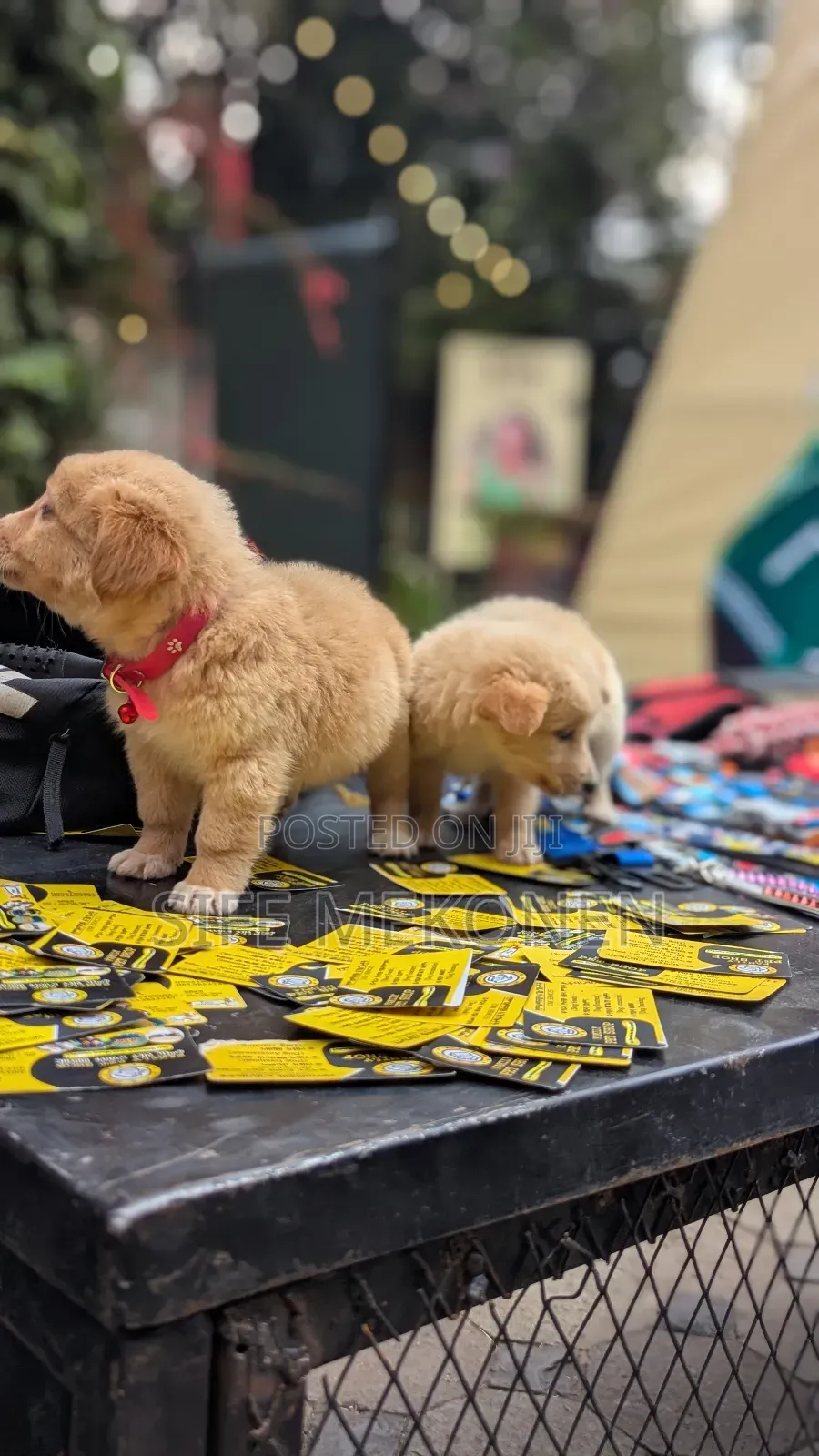 1-3 months Male Purebred Chihuahua