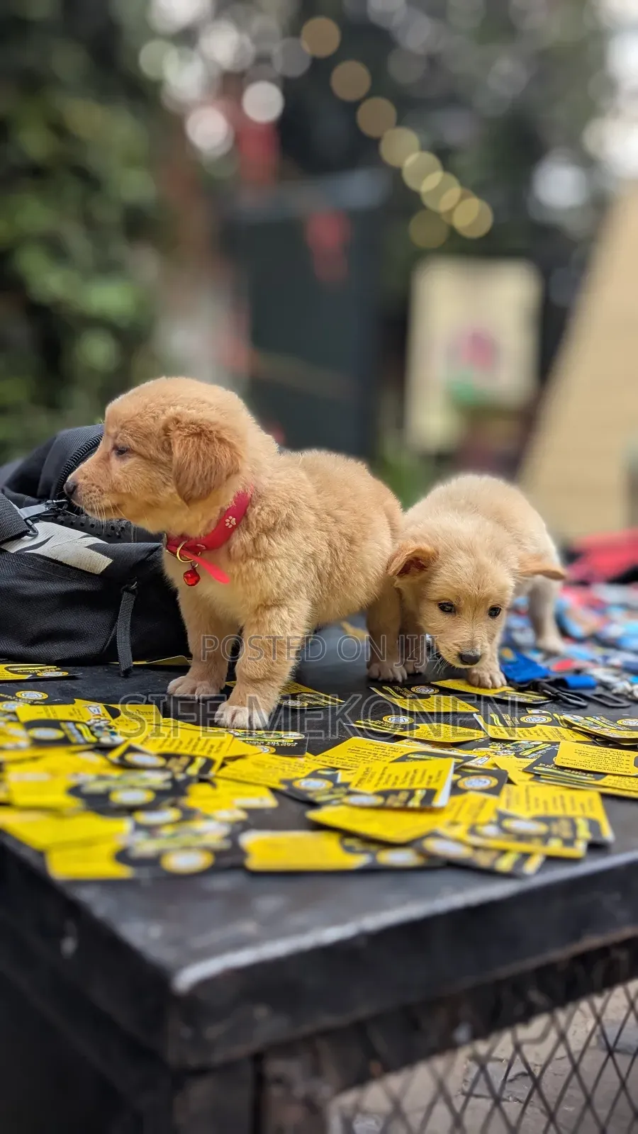 1-3 months Male Purebred Chihuahua