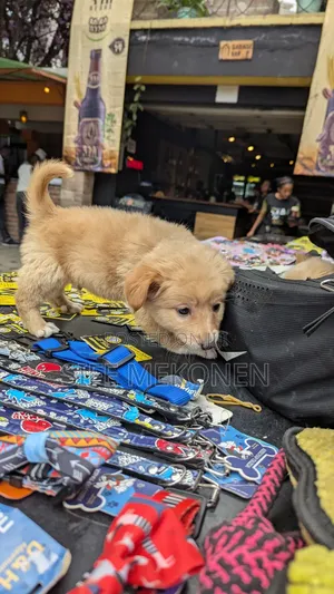 1-3 months Male Purebred Chihuahua