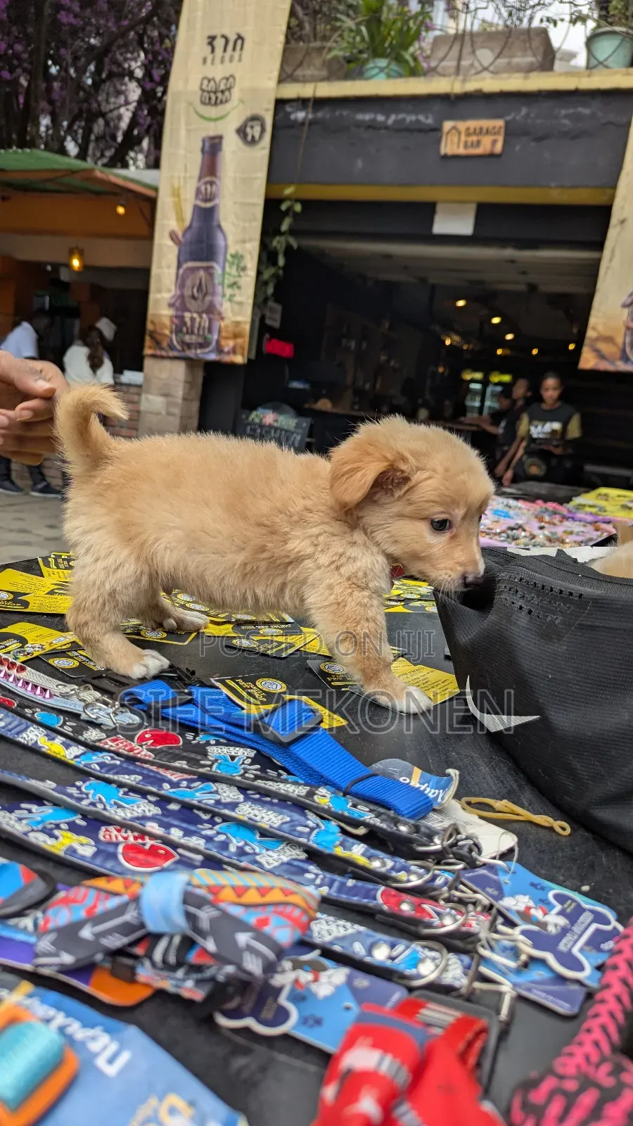 1-3 months Male Purebred Chihuahua