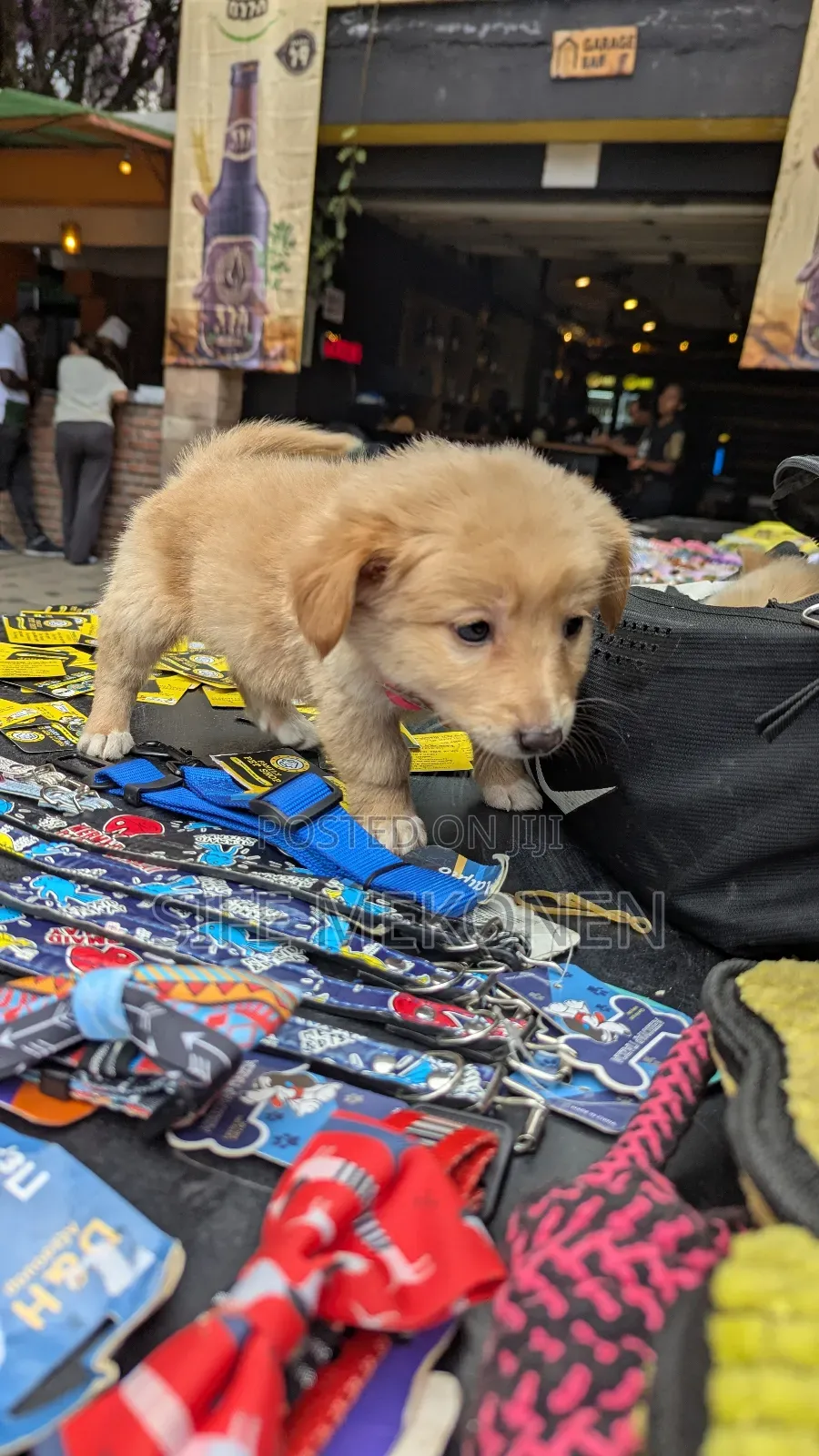 1-3 months Male Purebred Chihuahua