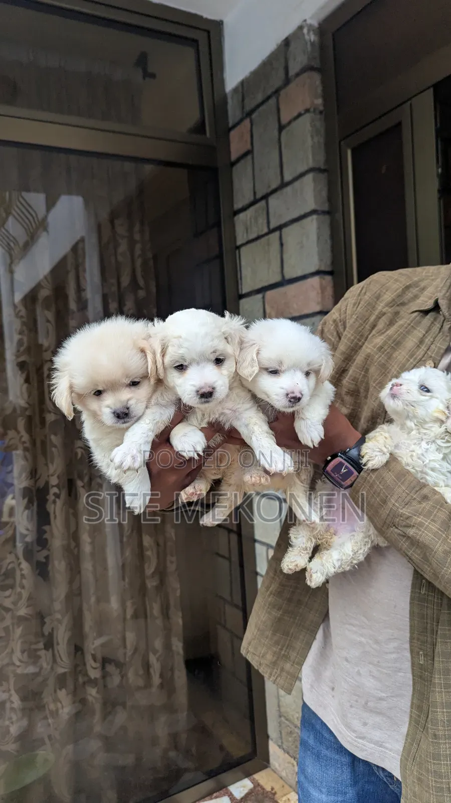 1-3 months Male Purebred Maltese
