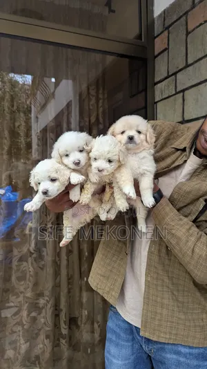 Photo - 1-3 months Male Purebred Maltese