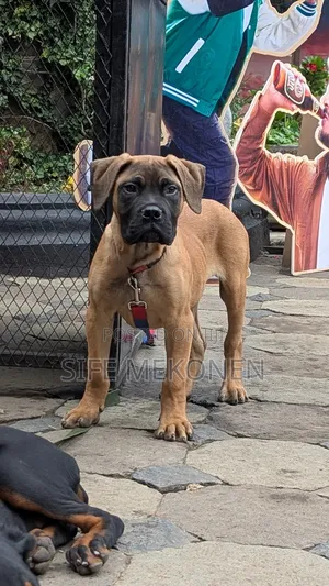 Photo - 1-3 months Male Purebred Bullmastiff