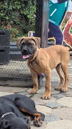 1-3 months Male Purebred Bullmastiff