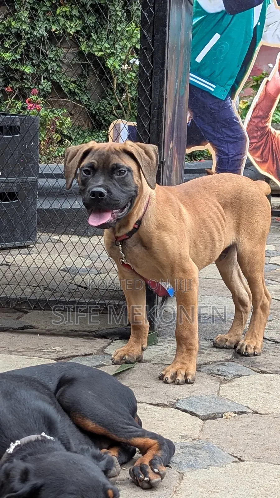 1-3 months Male Purebred Bullmastiff