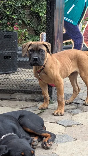 Photo - 1-3 months Male Purebred Bullmastiff