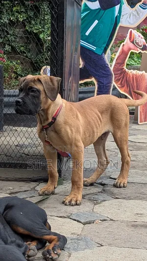 1-3 months Male Purebred Bullmastiff