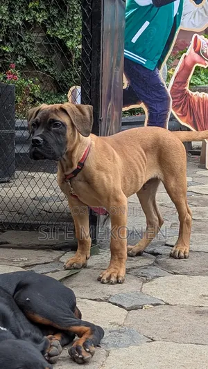 1-3 months Male Purebred Bullmastiff