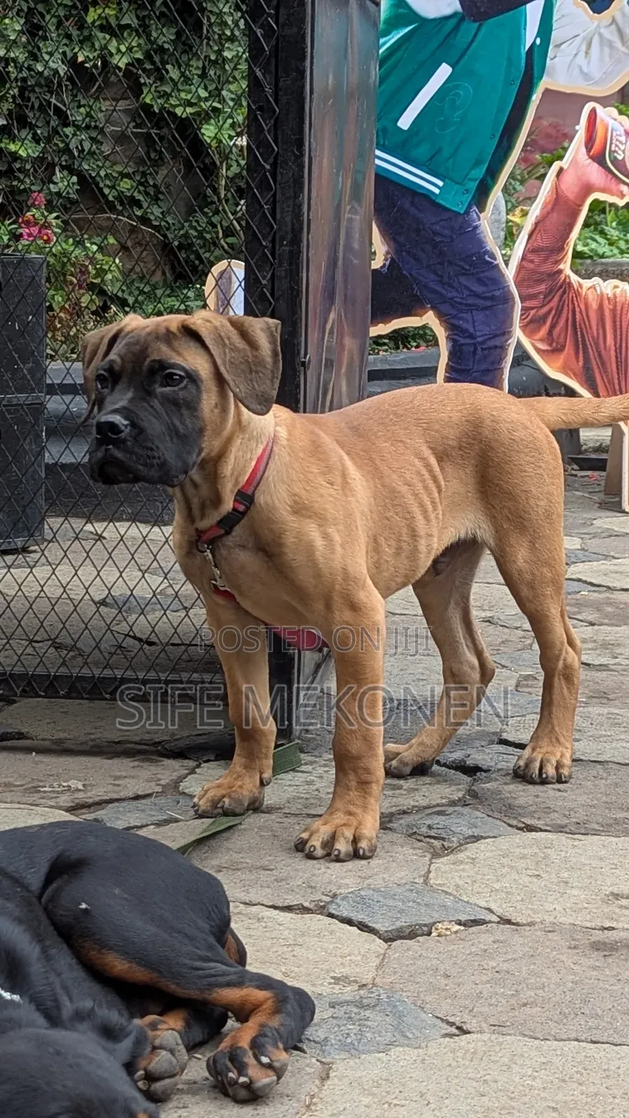 1-3 months Male Purebred Bullmastiff