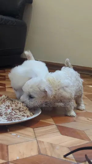 Photo - 1-3 months Male Purebred Maltese