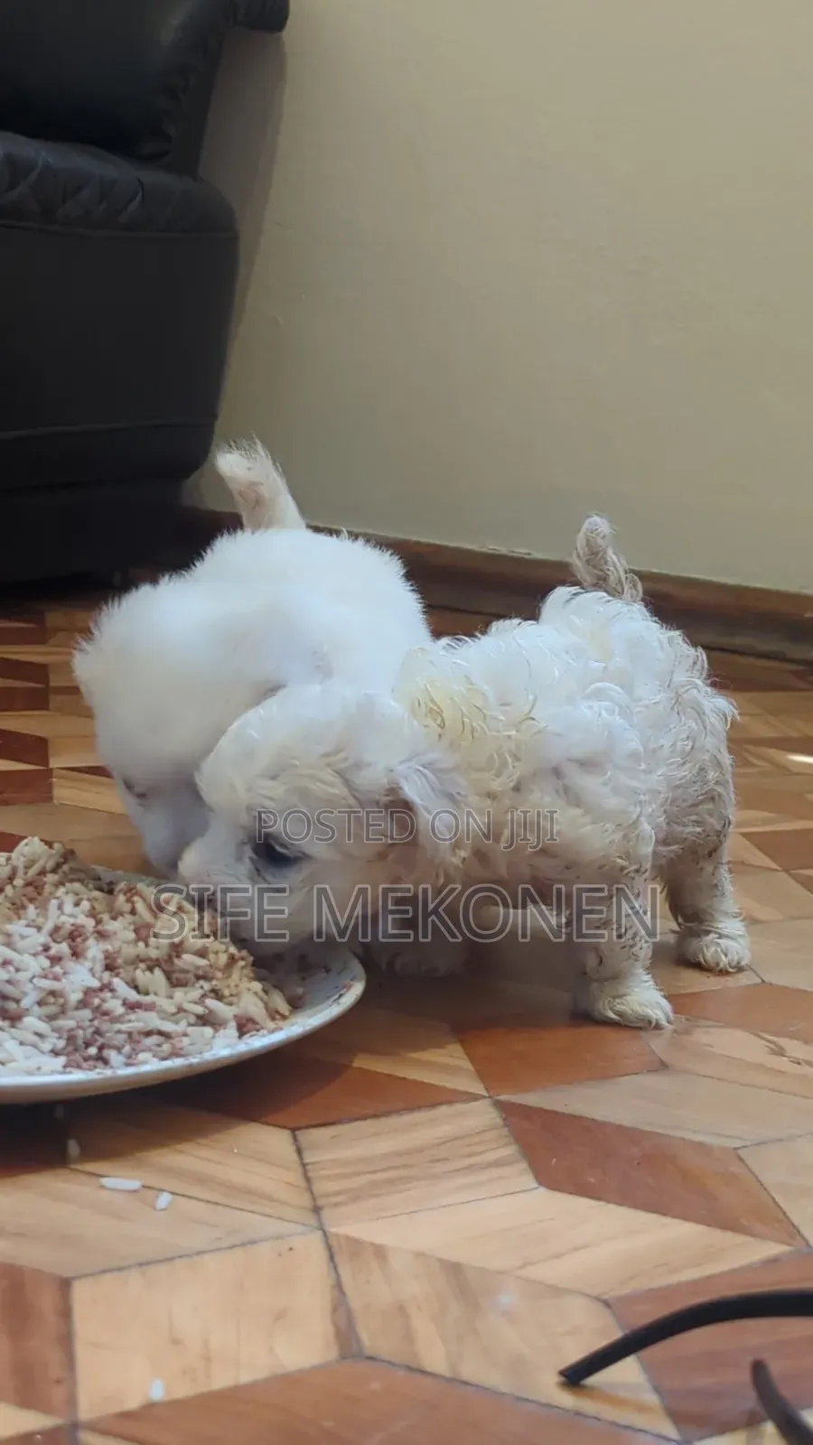 1-3 months Male Purebred Maltese
