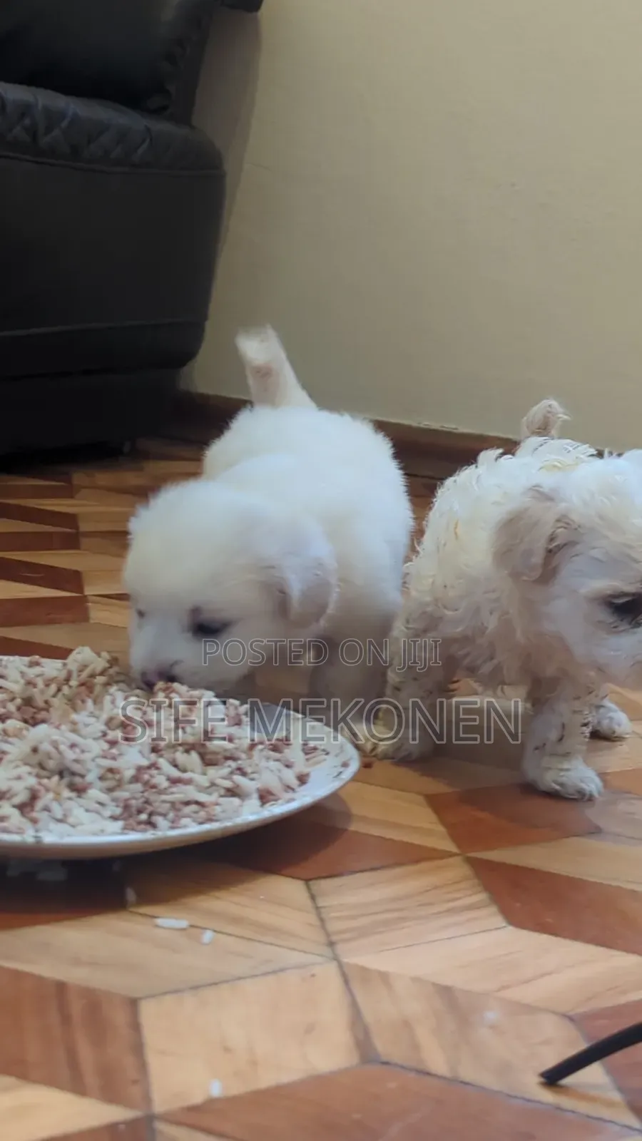 1-3 months Male Purebred Maltese