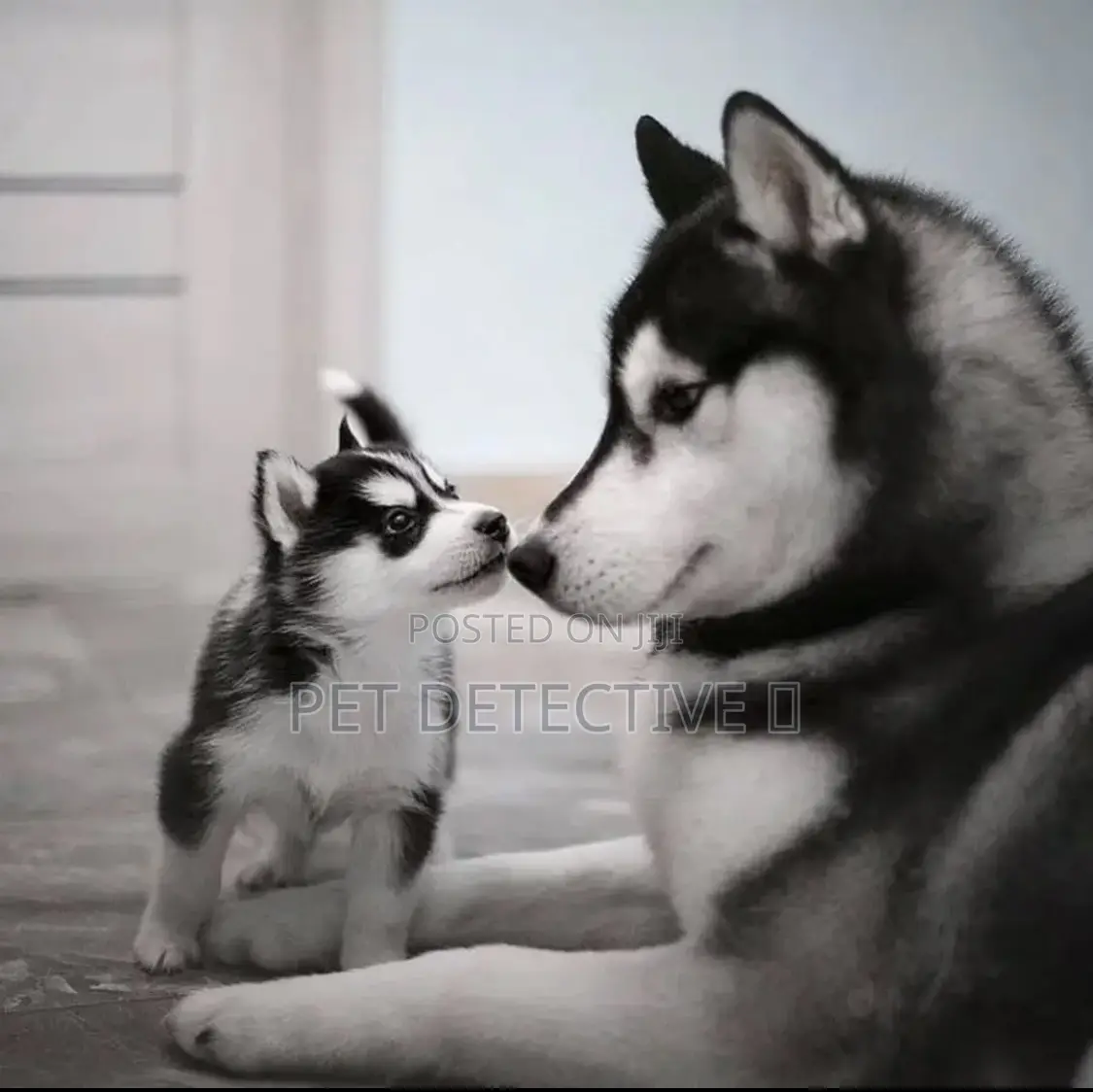 1-3 months Male Purebred Siberian Husky