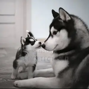 Photo - 1-3 months Male Purebred Siberian Husky