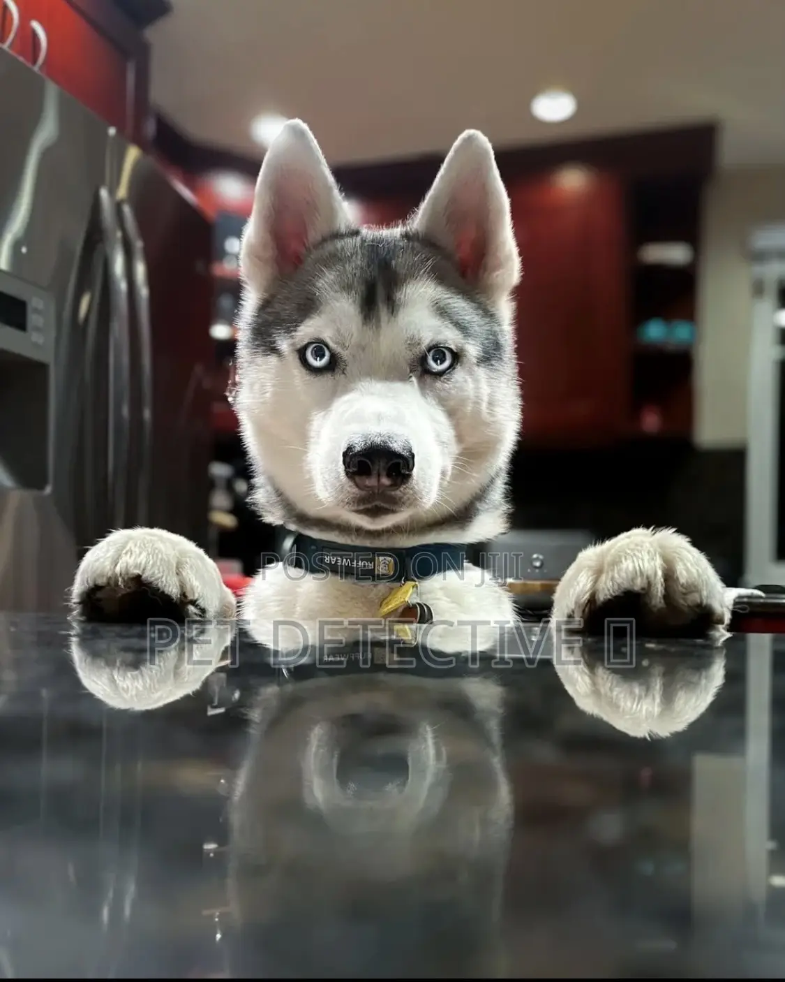 1-3 months Male Purebred Siberian Husky