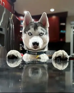 Photo - 1-3 months Male Purebred Siberian Husky