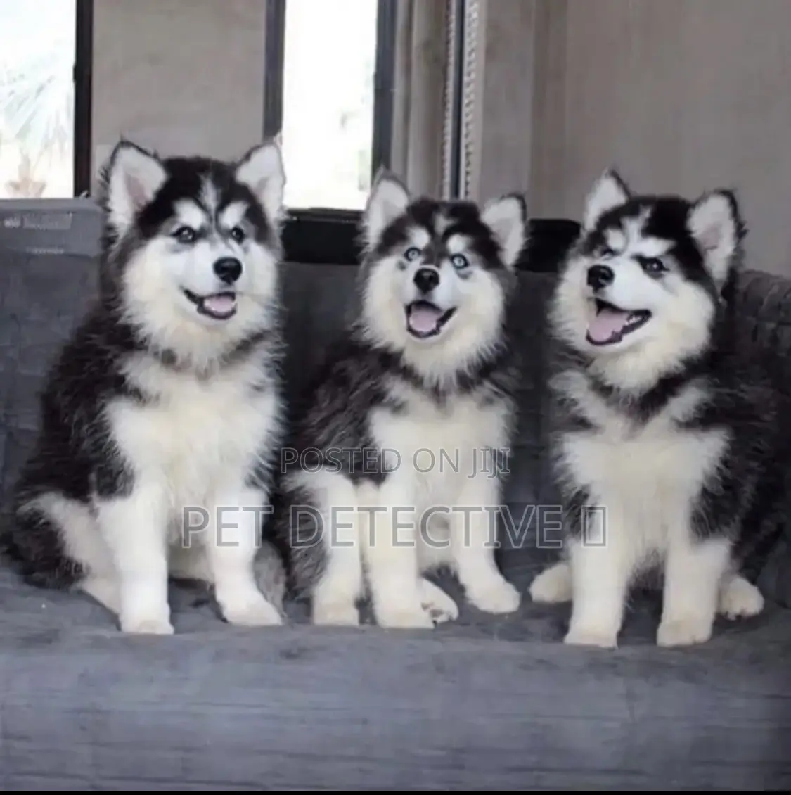 1-3 months Male Purebred Siberian Husky