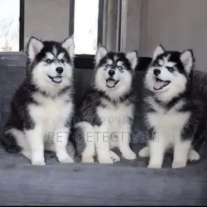 Photo - 1-3 months Male Purebred Siberian Husky