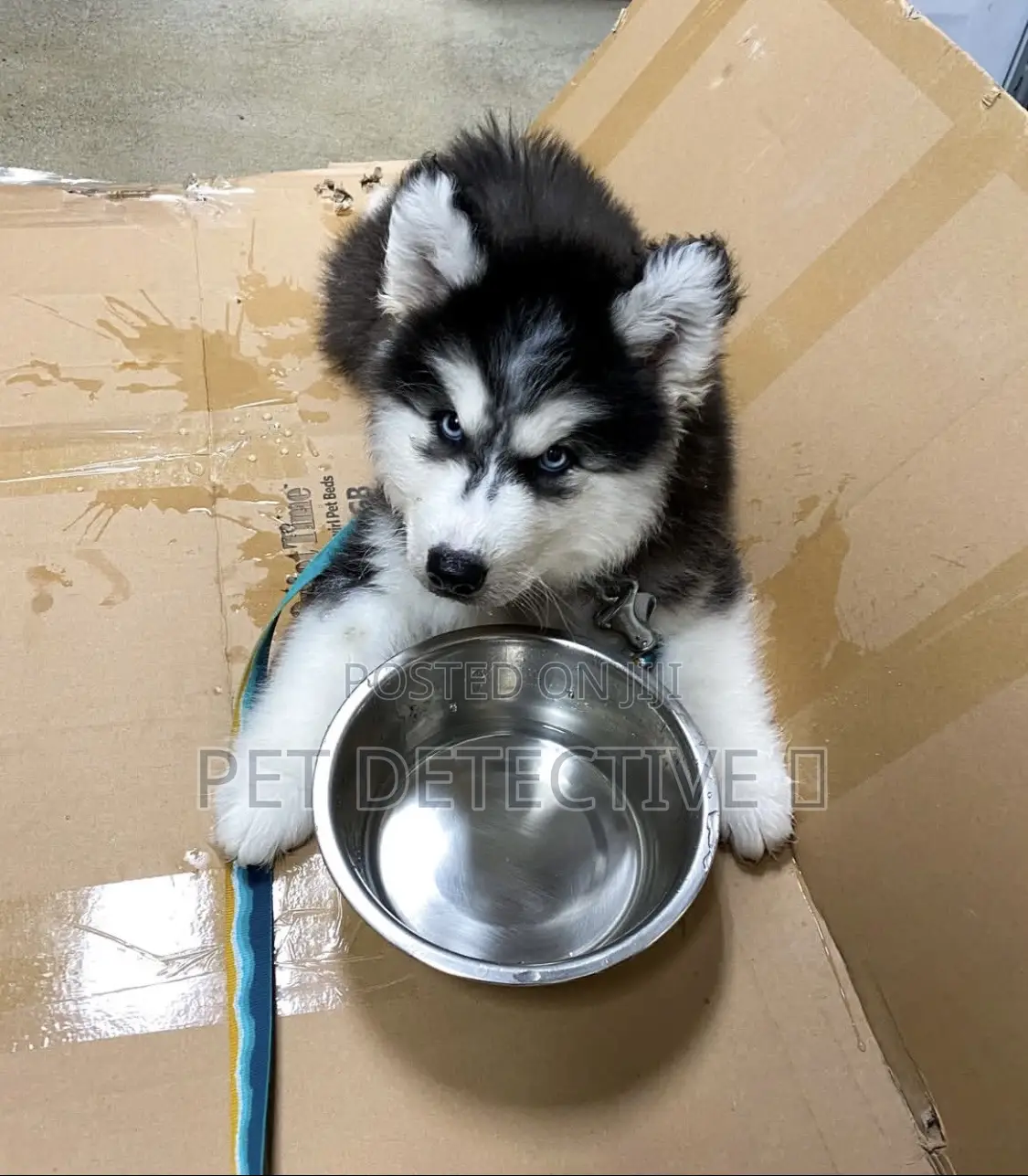 1-3 months Male Purebred Siberian Husky