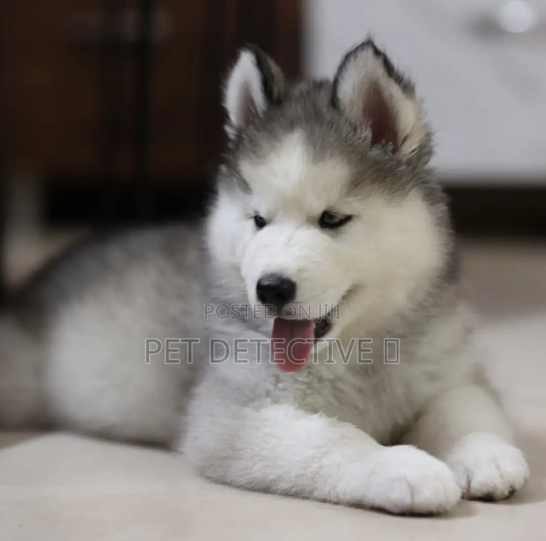 1-3 months Male Purebred Siberian Husky