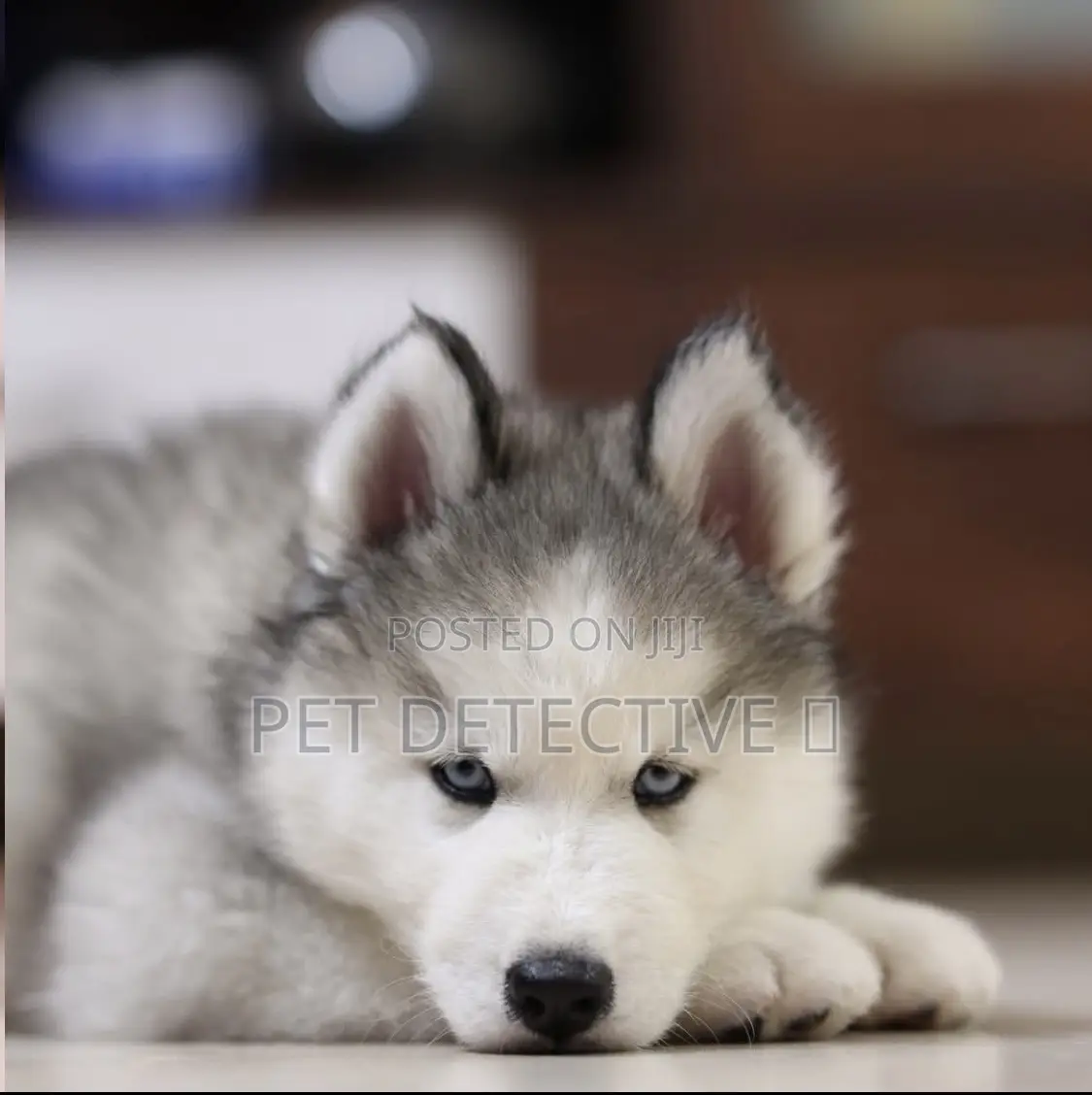 1-3 months Male Purebred Siberian Husky