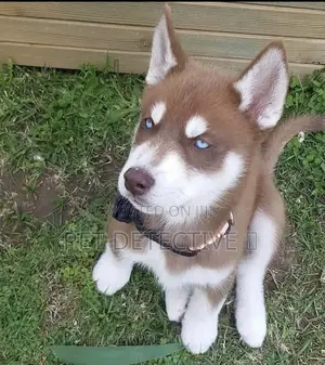 Photo - 1-3 months Male Purebred Siberian Husky