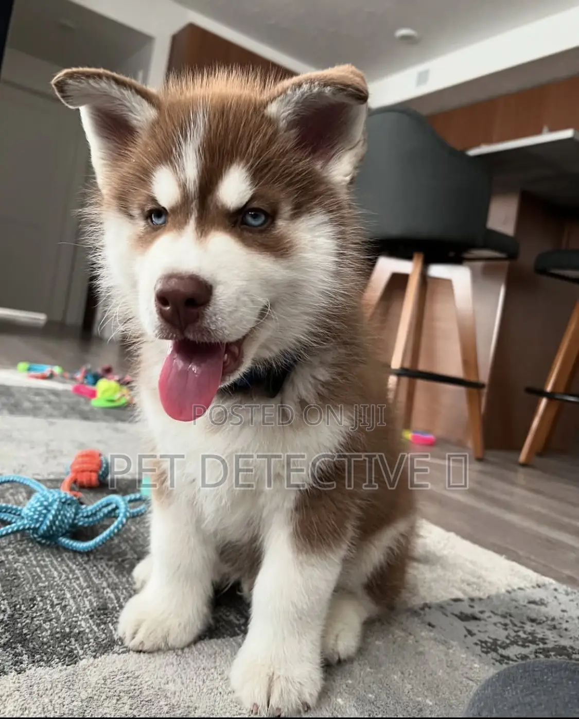 1-3 months Male Purebred Siberian Husky