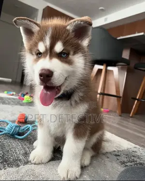 Photo - 1-3 months Male Purebred Siberian Husky