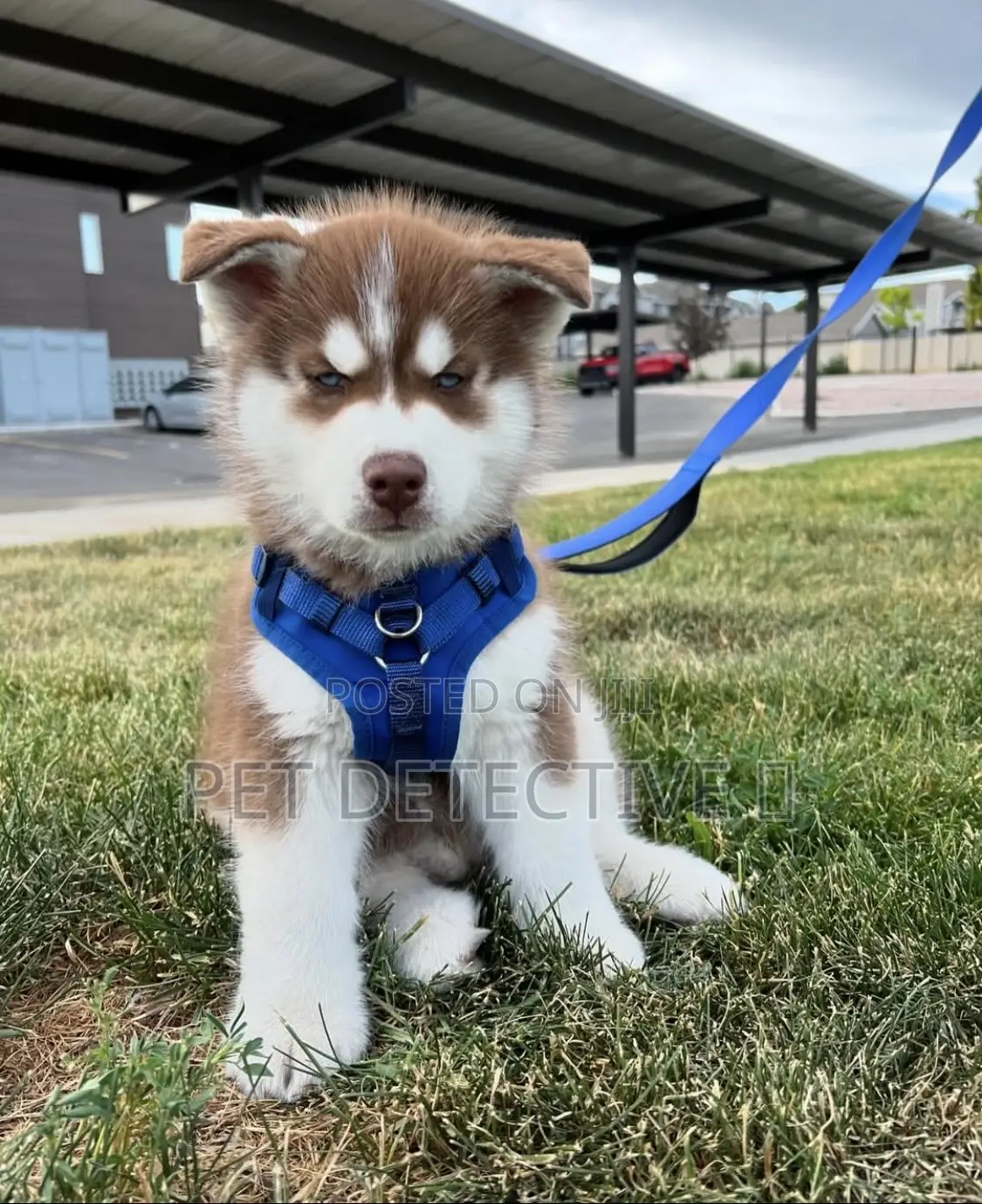 1-3 months Male Purebred Siberian Husky