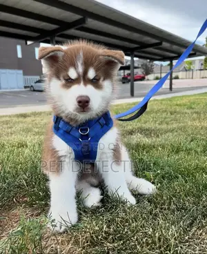 Photo - 1-3 months Male Purebred Siberian Husky