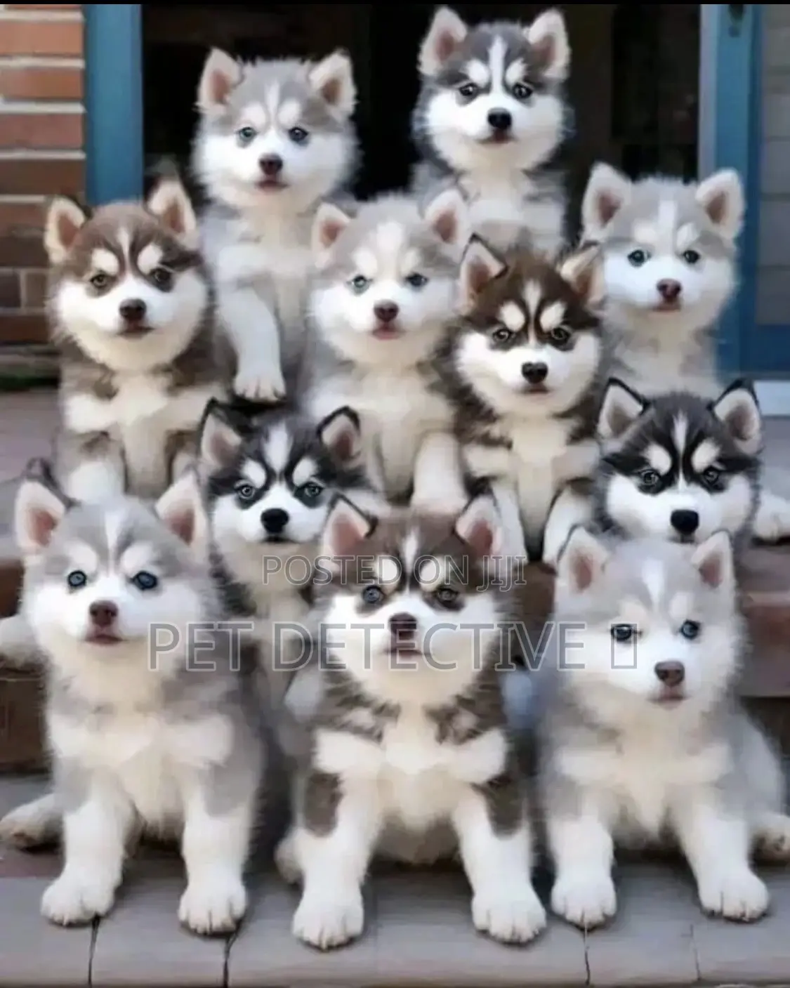 1-3 months Male Purebred Siberian Husky