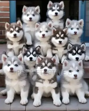 Photo - 1-3 months Male Purebred Siberian Husky