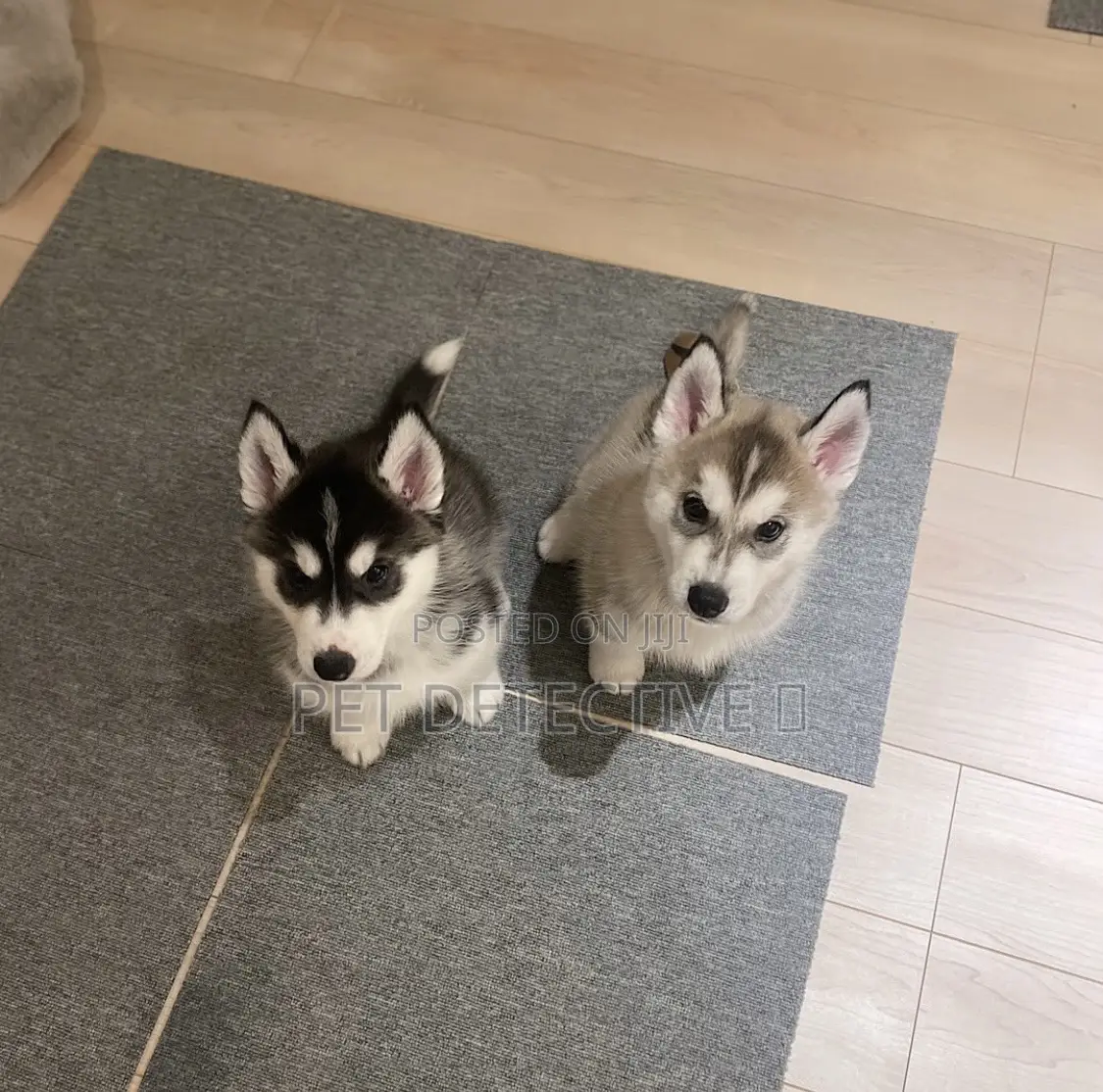 1-3 months Male Purebred Siberian Husky