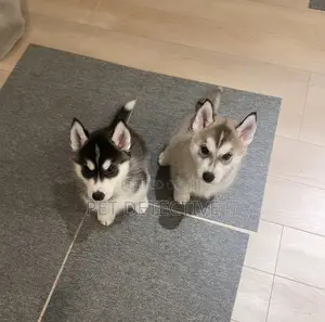 Photo - 1-3 months Male Purebred Siberian Husky