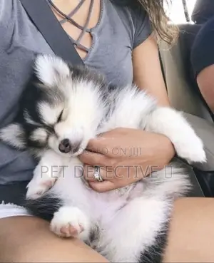 Photo - 1-3 months Male Purebred Siberian Husky