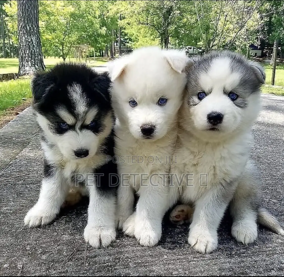 1-3 months Male Purebred Siberian Husky
