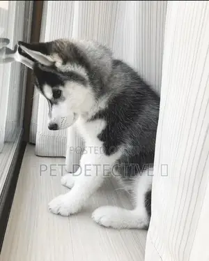 Photo - 1-3 months Male Purebred Siberian Husky