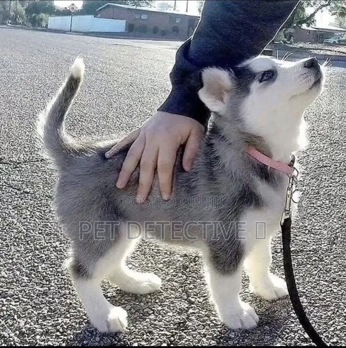 1-3 months Male Purebred Siberian Husky