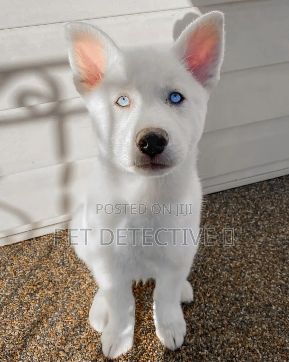 1-3 months Male Purebred Siberian Husky