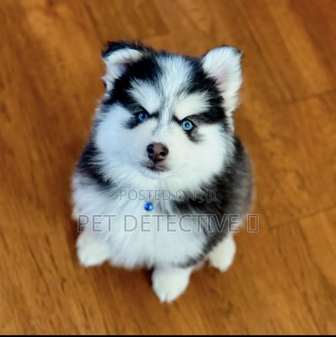 1-3 months Male Purebred Siberian Husky
