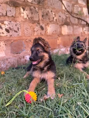 Photo - 1-3 months Male Purebred German Shepherd