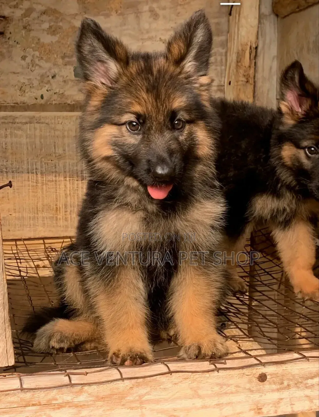 1-3 months Male Purebred German Shepherd