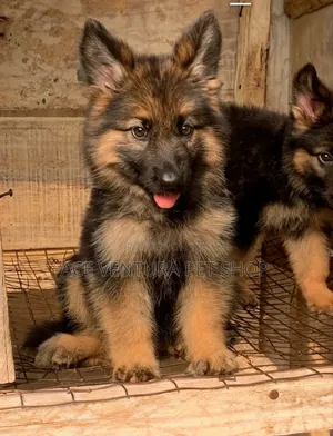 Photo - 1-3 months Male Purebred German Shepherd