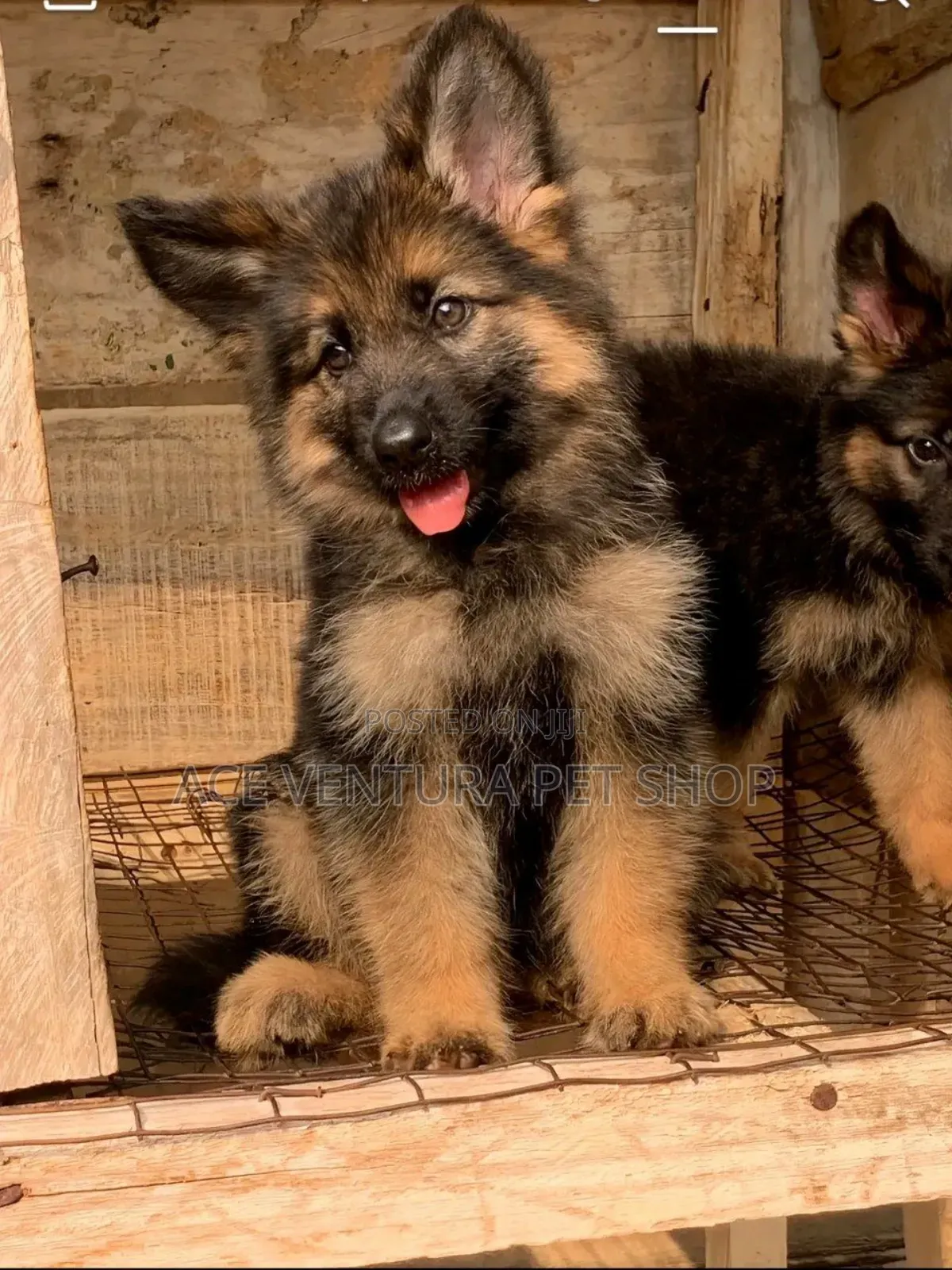 1-3 months Male Purebred German Shepherd
