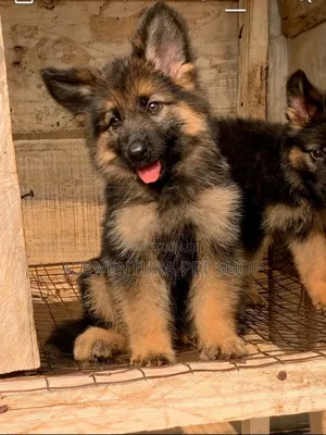 1-3 months Male Purebred German Shepherd