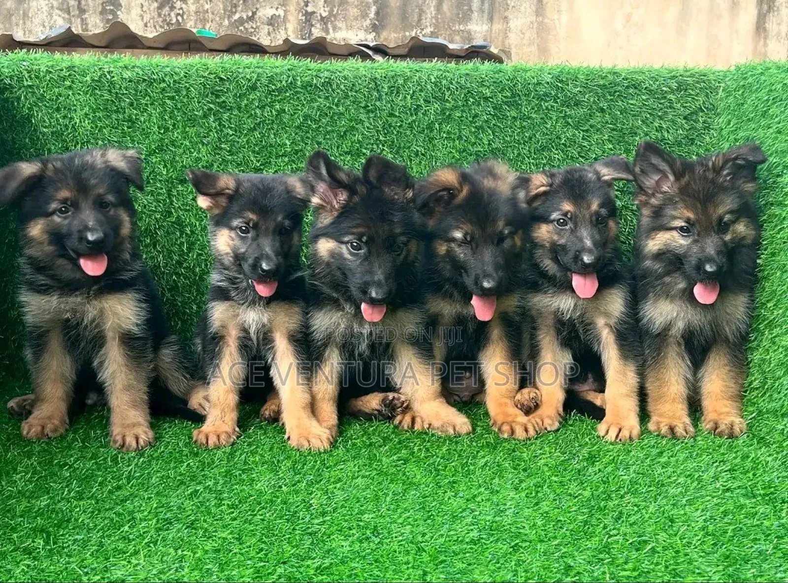 1-3 months Male Purebred German Shepherd